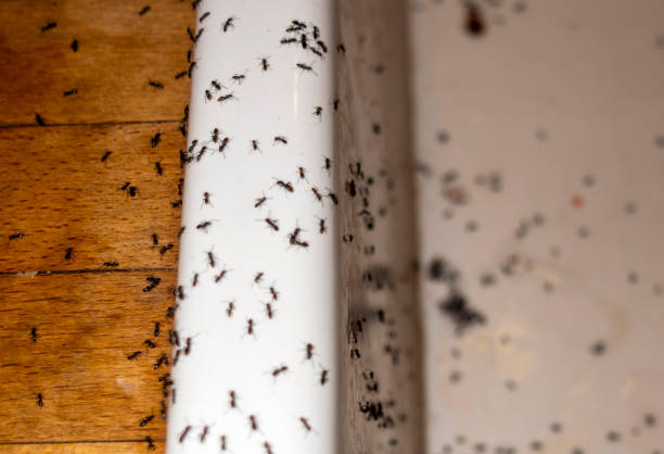 Best Spider Control Near Me  in Wyoming, IL